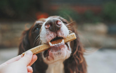 Kutyák táplálása – Minden, ami az egészség alapja