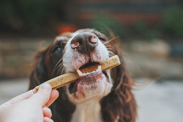 Kutyák táplálása – Minden, ami az egészség alapja